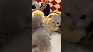 Cute Cats 🥰😻😻💕 #cute #catshorts #kitten #dailypets #meow #shorts