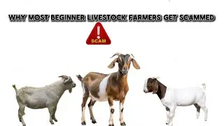 Why most beginner Farmers get Scammed