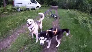 Accident de parcours en canivtt avec deux chiens