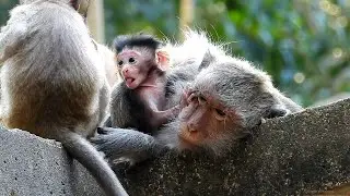 36 Welcome cute newborn monkey baby ! Monkey Jade baby girl name Jada