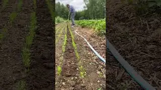 My Favourite homemade gardneing tool #gardening #greenhouse #garden