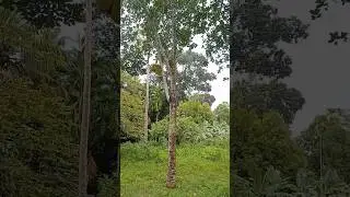 16 cents land at Avittathur | Irinjalakuda | Price  1.60 lakhs/cent