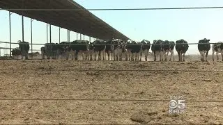 California Dairy Farmer Uses Cow Manure To Make Biogas