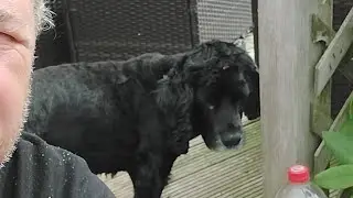 A Beer With Wraggy- Meet Charlie The Cocker Spaniel - My 15 Year Old - An Heartbreaking Decision 💔