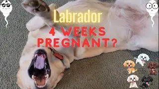 Labrador Retriever 4 weeks of Pregnancy - Pregnant Labrador Dog four weeks