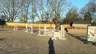 2019 gelding Cuba libre de muze 