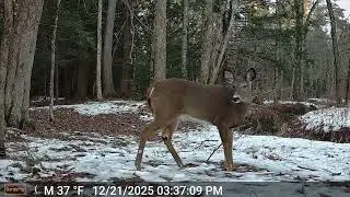 New Hampshire Trail-Cam Wildlife | December Day & Night Compilation