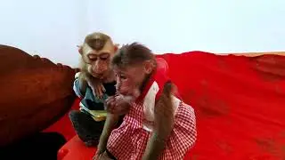 MONKEY EAT WATERMELON #shorts #youtubeshorts #monkey #animals #Videos #bae3 #1234567890M
