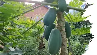 papaya sa gpp