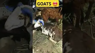 #eid#bakra#bakreid#muslim #protein #animals #goats #butcher #nonveg #highprotein #highfat#sacrifice