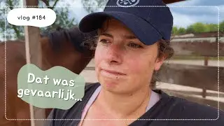 Onze nieuwe kitten, gevaarlijke situaties en een esdoorn ☠️ weghalen - Paard Optimaal - Vlog #184