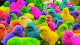 Catching Color Chickens, cute chickens, colorful chickens, cute ducks, cute rabbits, cute animals