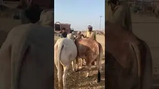 Mandi memories 🥹❤️#mandi2025 #cowmandi #viralshort #foryou #millionviews