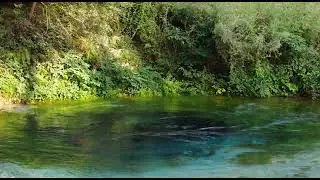 kolazh live    iku dropullitja , ali pasha