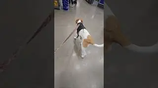 Puppy Jeter's first visit to a pet friendly store! (Lowe's) #puppysocialkz #puppytraining
