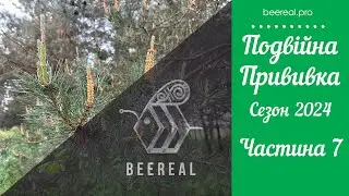 👑 Подвійна прививка на новий стартер 🐝 Продовжуємо селекційні заходи 🧬Сезон 2024. BeeReaL. Частина 7