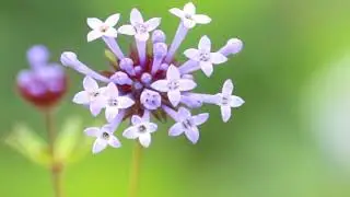 Mei Liao Ai Flowers & Charming, seductive, intoxicating (HD1080p)
