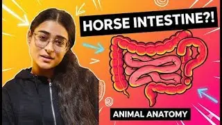 CAECUM| VETERINARY ANATOMY | HORSE