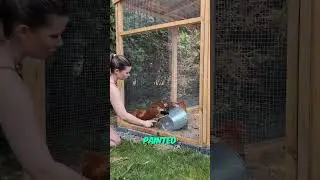 The Illusion That Makes Chicken CP Wires Disappear