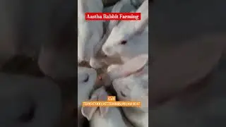 The CUTEST Rabbit Farm!#cute #rabbitfarming