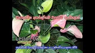 how to maintain  high temperature & high resolution of light in the anthurium net house