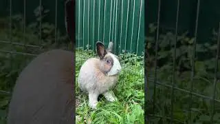 Счастливые и довольные постояльцы Rabbits Hotel #rabbitshotel #rh #кролики #ветеринария