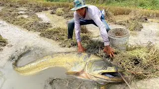 Catching Copper Snakehead: Your Essential How-To Guide