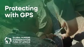 How GPS Collars Are Protecting South Africa&rsquo;s Elephants After Relocation