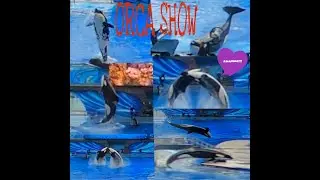 OUR ENCOUNTER WITH THE KILLER WHALE AT SEAWORLD/LYN'S FAMILY