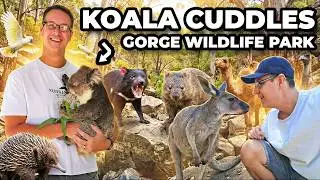 Will I FINALLY Meet a Koala Before Leaving Australia? - Gorge Wildlife Park, Adelaide