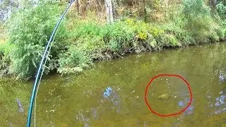 Shallow Water Fly Fishing on the Torrens River