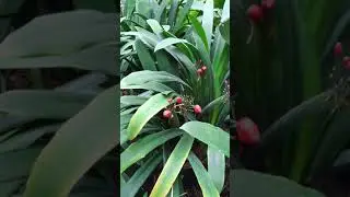 Ботанический сад. Томск.