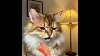 Midnight Munchies: ASMR Cat Edition