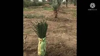 الزراعه المتستفاد بها بجوار فسائل النخيل