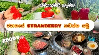 ජපානයේ strawberry farm එකකට යමු🍓|මස් පුච්චචලා යකිනිකු🍗🥓🥩එයාට නිවාඩු දවසට🥰#vlog#viralvideo#srilanka