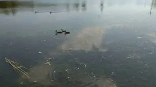 ЛЫСУХИ (птенцы видео, common coot, черные утки)