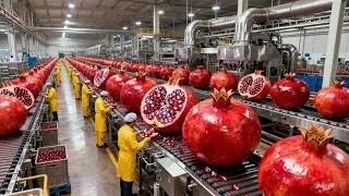 Inside a modern pomegranate processing plant | a multi-million dollar industry that drives the world