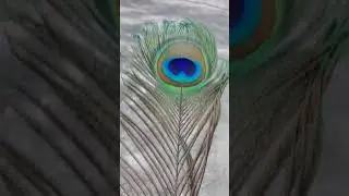 Does Peacock shed it's beautiful feathers ?? #shorts#ytshorts