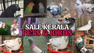 😁Birds❤️Pigeon😘Dogs😌Puppys😍Low rate pets sale kerala💗prava sale kerala🤩new  sale post video💖Pravu😘