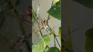 Epic Spider Hunt &mdash; Shocking Prey Capture in Seconds!