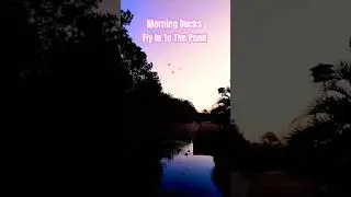 Morning Ducks Fly In To The Pond