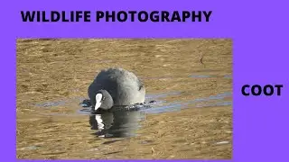 COOT BIRD PHOTOGRAPHY- waterfowl/ wildlife photography