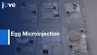 Egg Microinjection and Mating for Genome Editing in Firebrat | Protocol Preview
