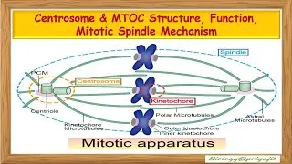 Centrosome & MTOC: Structure, Function, Mitotic Spindle Mechanism.
