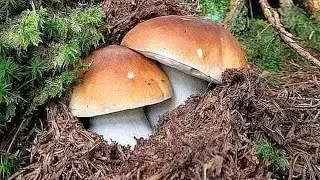 FUNGHI PORCINI | Il tesoro in mezzo alla foresta!