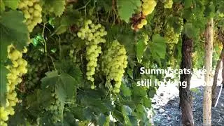 2018 Crop Report #3