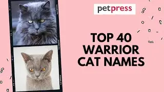 Top 40 Warrior Cat Names For Your Brave Cat!