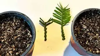 Wollemi Pine