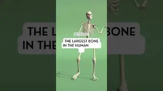 Thats larger than most bone(rs) #fact #bone #bones