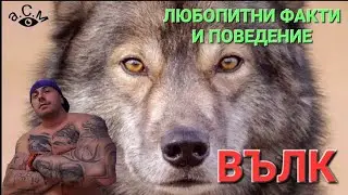 ВЪЛК - ЛЮБОПИТНИ ФАКТИ И ПОВЕДЕНИЕ а.С.м